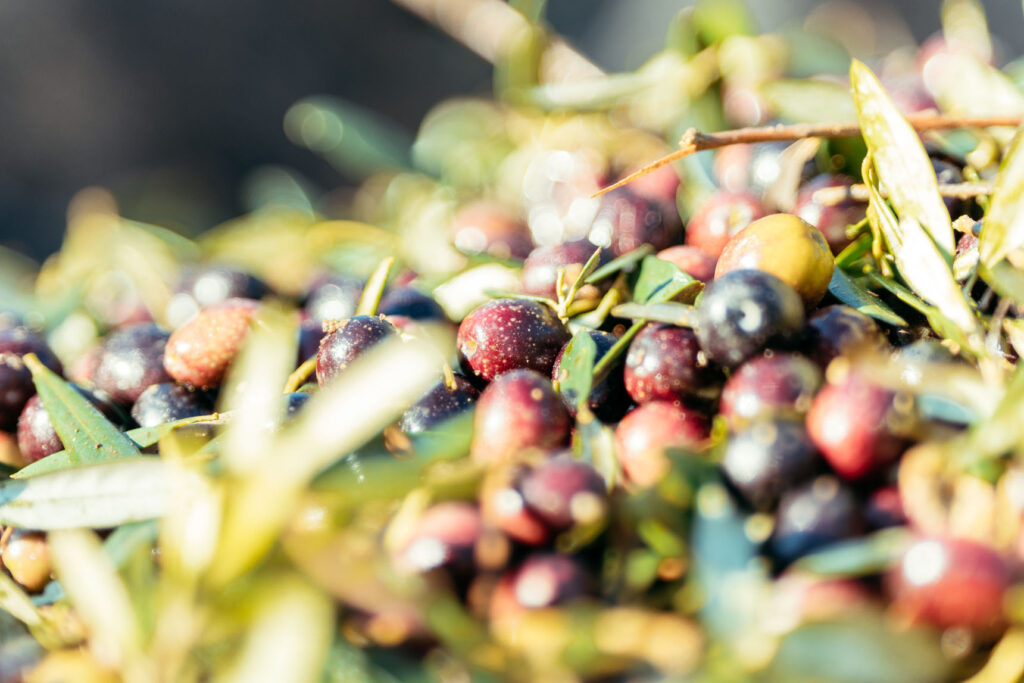 close-up of ripe olives stacked with freshly harvested branches and leaves